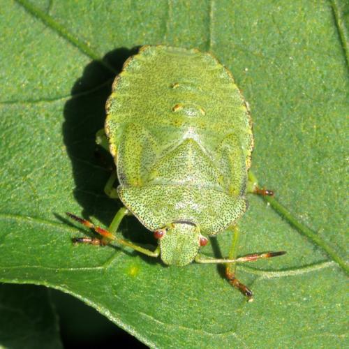 Palomena sp.
